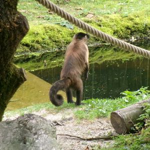 Black-capped capuchin