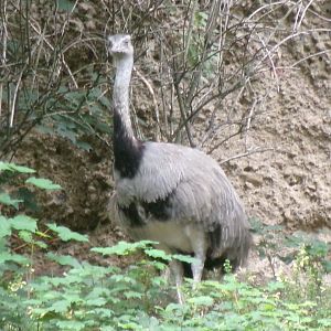 Greater rhea