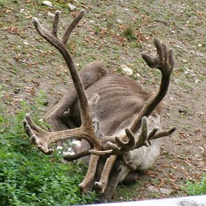 Eurasian forest reindeer