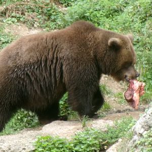 European brown bear