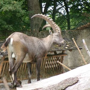 Alpine ibex