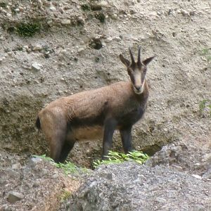 Alpine chamois