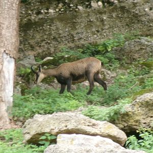 Alpine chamois