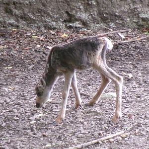 Eurasian forest reindeer