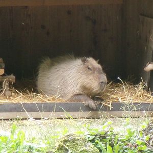 Capybara