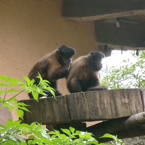 Black-capped capuchins