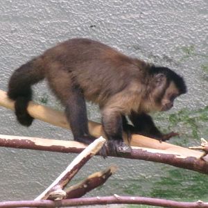 Black-capped capuchin