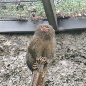 Pygmy marmoset