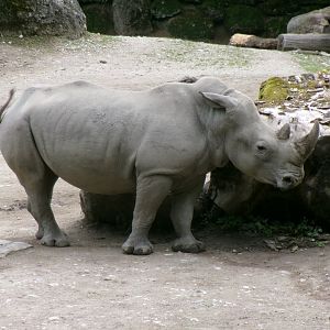 Southern white rhinoceros
