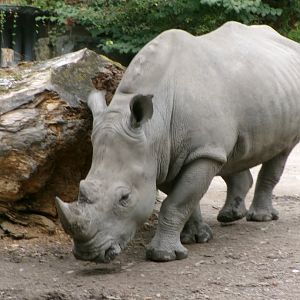 Southern white rhinoceros