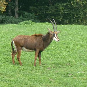Black sable antelope