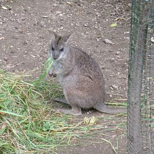Parma wallaby