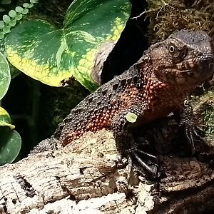 Chinese crocodile lizard