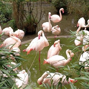 Greater flamingoes (Phoenicopterus roseus)