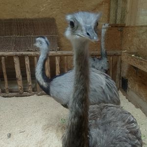 Greater rheas