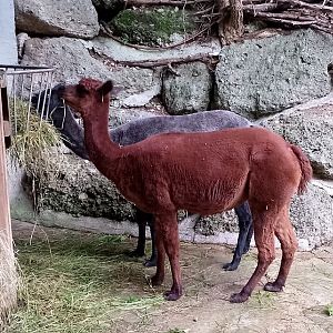 Alpacas