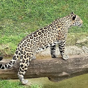 Jaguar