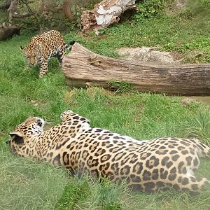 Jaguars