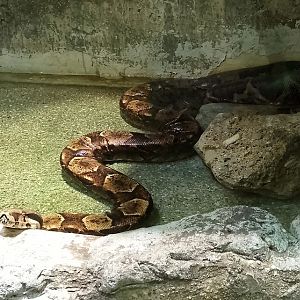 Boa constrictor