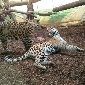 Jaguars