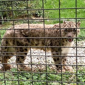 Snow leopard