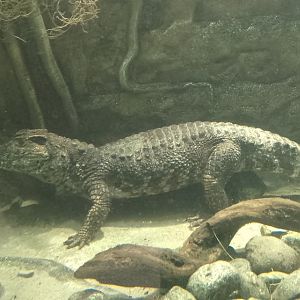 Smooth-fronted caiman