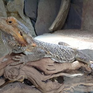 Central bearded dragon