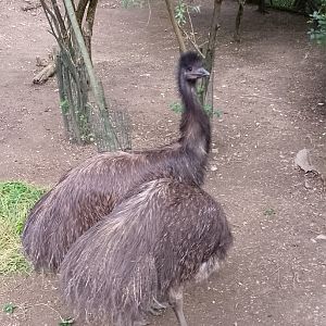 Emus
