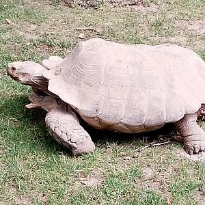 African spurred tortoise