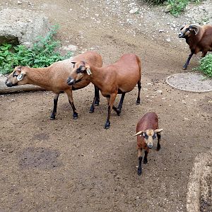 Cameroon sheep