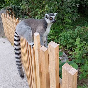 Ring-tailed lemur