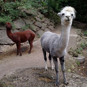 Alpacas