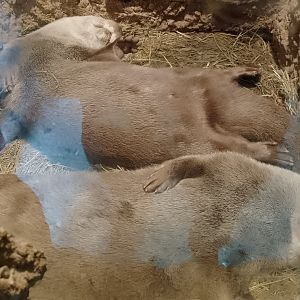 European otters