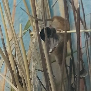 Eurasian harvest mouse