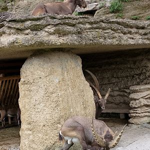 Ibex stables