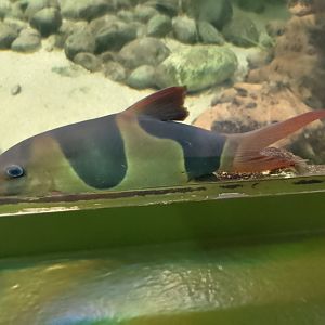 Clown loach