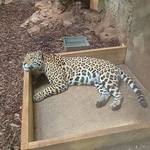 Jaguar
