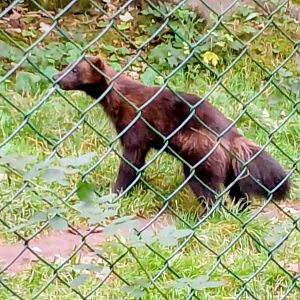 European wolverine