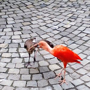 Scarlet ibises