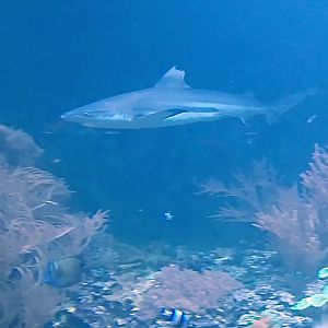 Blacktip reef shark