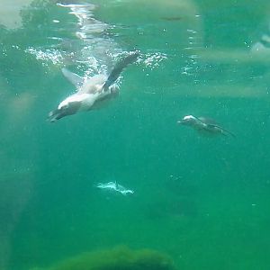 African penguins