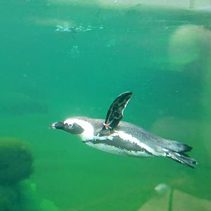 African penguin