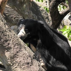 Sloth bear in a tree