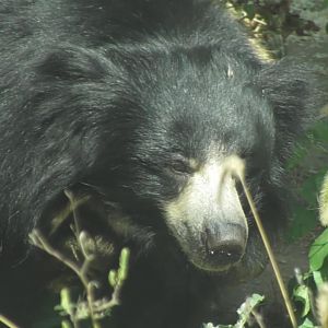 Sloth bear with a plant on it's nose