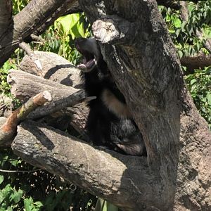 Sloth bear yawning