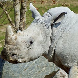 Southern white rhino, Kifaru (m) - April 24, 2025