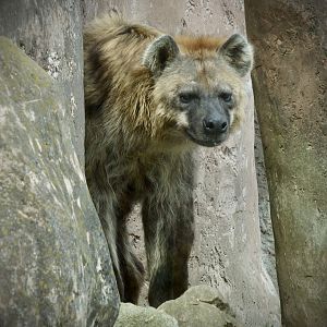 Spotted hyena - April 24, 2025