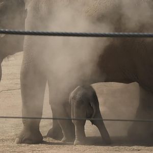 Baby elephant in the dust