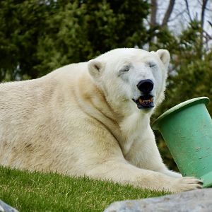 Polar bear - April 24, 2025