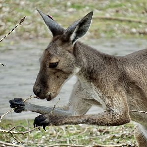 Western grey kangaroo - April 24, 2025